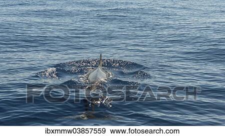 Stock Photo - "Pilot Whale (Globicephala) emerging from water, Canary Islands, Spain, Europe". Fotosearch