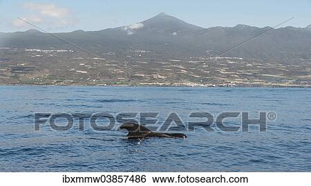 "Pilot Whale (Globicephala) off Tenerife, Mt Teide at the back, Tenerife, Canary Islands, Spain, Europe" View Large Photo Image Stock Photograph - "Pilot Whale (Globicephala) off Tenerife, Mt Teide at the back, Tenerife, Canary Islands, Spain, Europe". Fotosearch