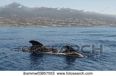 "Pilot Whales (Globicephala) off Tenerife, Mt Teide at the back, Tenerife, Canary Islands, Spain, Europe" View Large Photo Image Stock Image - "Pilot Whales (Globicephala) off Tenerife, Mt Teide at the back, Tenerife, Canary Islands, Spain, Europe". Fotosearch