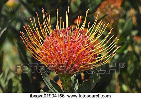 "Pincushion Protea (Leucospermum cordifolium), Western Cape Province, South Africa, Africa" View Large Photo Image Stock Photograph - "Pincushion Protea (Leucospermum cordifolium), Western Cape Province, South Africa, Africa". Fotosearch