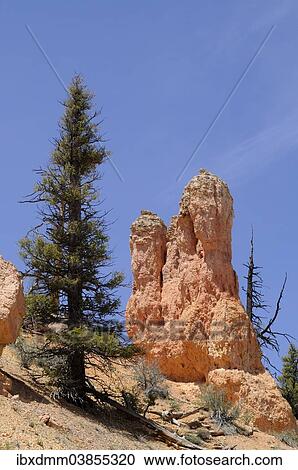 "Pine and rock tower of eroded sandstone, Bryce Canyon National Park, Utah, United States, North America" View Large Photo Image Stock Image - "Pine and rock tower of eroded sandstone, Bryce Canyon National Park, Utah, United States, North America". Fotosearch