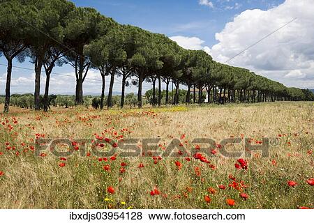 "Pine avenue and poppy field, Natural Park of Maremma, at Grosseto, Tuscany, Italy, Europe" View Large Photo Image Stock Photo - "Pine avenue and poppy field, Natural Park of Maremma, at Grosseto, Tuscany, Italy, Europe". Fotosearch