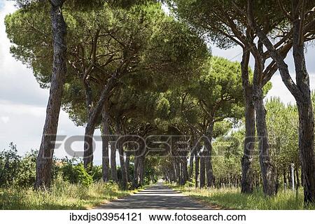 Stock Image - "Pine avenue, Natural Park of Maremma, at Grosseto, Tuscany, Italy, Europe". Fotosearch