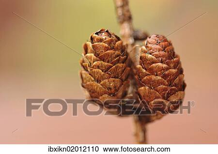 "Pine cone, Scots pine (Pinus sylvestris), autumnal theme" View Large Photo Image Stock Image - "Pine cone, Scots pine (Pinus sylvestris), autumnal theme". Fotosearch