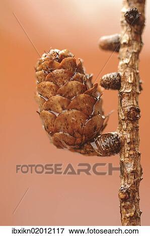 Stock Photo - "Pine cone, Scots pine (Pinus sylvestris), autumnal theme". Fotosearch