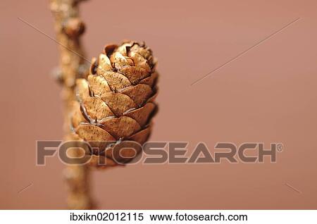 "Pine cone, Scots pine (Pinus sylvestris), autumnal theme" View Large Photo Image Stock Photography - "Pine cone, Scots pine (Pinus sylvestris), autumnal theme". Fotosearch