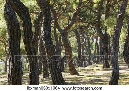 "Pine forest, Buyukada, Prince Islands, Istanbul, Istanbul Province, Turkey, Asia" View Large Photo Image Picture - "Pine forest, Buyukada, Prince Islands, Istanbul, Istanbul Province, Turkey, Asia". Fotosearch
