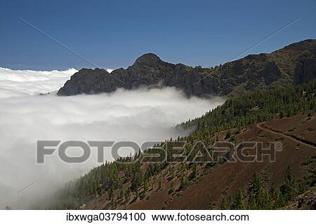 "Pine forest, Canary Island Pines (Pinus canariensis), with trade wind clouds, Teide National Park, UNESCO World Heritage Site, Tenerife, Canary Islands, Spain, Europe" View Large Photo Image Stock Image - "Pine forest, Canary Island Pines (Pinus canariensis), with trade wind clouds, Teide National Park, UNESCO World Heritage Site, Tenerife, Canary Islands, Spain, Europe". Fotosearch