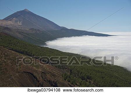 "Pine forest, Canary Island Pines (Pinus canariensis), with trade wind clouds, Pico de Teide volcano, 3718m, at the back, Teide National Park, UNESCO World Heritage Site, Tenerife, Canary Islands, Spain, Europe" View Large Photo Image Stock Photo - "Pine forest, Canary Island Pines (Pinus canariensis), with trade wind clouds, Pico de Teide volcano, 3718m, at the back, Teide National Park, UNESCO World Heritage Site, Tenerife, Canary Islands, Spain, Europe". Fotosearch