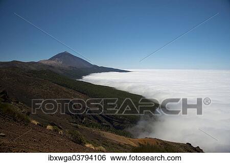 "Pine forest, Canary Island Pines (Pinus canariensis), with trade wind clouds, Pico de Teide volcano, 3718m, at the back, Teide National Park, UNESCO World Heritage Site, Tenerife, Canary Islands, Spain, Europe" View Large Photo Image Stock Photograph - "Pine forest, Canary Island Pines (Pinus canariensis), with trade wind clouds, Pico de Teide volcano, 3718m, at the back, Teide National Park, UNESCO World Heritage Site, Tenerife, Canary Islands, Spain, Europe". Fotosearch