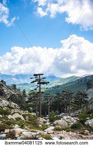 "Pine forest in the mountains, Golo Valley, Corsica, France, Europe" View Large Photo Image Stock Photography - "Pine forest in the mountains, Golo Valley, Corsica, France, Europe". Fotosearch