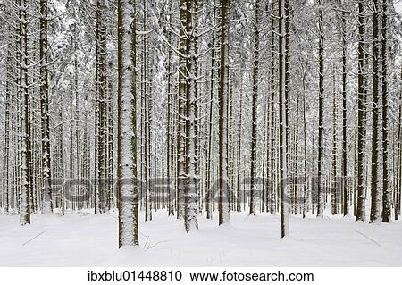 Stock Image - Pine forest in winter. Fotosearch