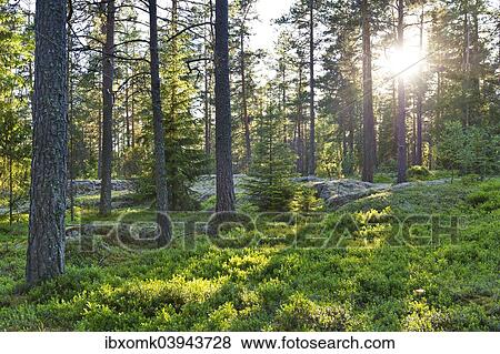 "Pine forest, low sun, Rumskulla, Smaland, Sweden, Europe" View Large Photo Image Stock Photo - "Pine forest, low sun, Rumskulla, Smaland, Sweden, Europe". Fotosearch