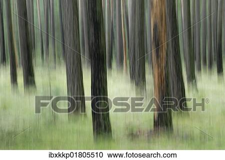 "Pine forest, tree trunks, abstract" View Large Photo Image Stock Image - "Pine forest, tree trunks, abstract". Fotosearch