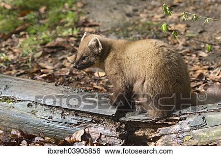 "Pine Marten (Martes martes), captive, animal enclosure, Bavarian Forest National Park, Bavaria, Germany, Europe" View Large Photo Image Stock Photograph - "Pine Marten (Martes martes), captive, animal enclosure, Bavarian Forest National Park, Bavaria, Germany, Europe". Fotosearch