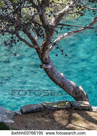 "Pine (Pinaceae) growing on rocks above the sea, Sa Calobra, Serra de Tramuntana, Majorca, Balearic Islands, Spain, Europe" View Large Photo Image Stock Photography - "Pine (Pinaceae) growing on rocks above the sea, Sa Calobra, Serra de Tramuntana, Majorca, Balearic Islands, Spain, Europe". Fotosearch