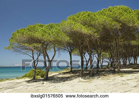 "Pine (Pinus pineta) grove on sand dune at turquoise sea, Santa Anna, Pineta, Sardinia, Italy, Europe" View Large Photo Image Stock Photography - "Pine (Pinus pineta) grove on sand dune at turquoise sea, Santa Anna, Pineta, Sardinia, Italy, Europe". Fotosearch