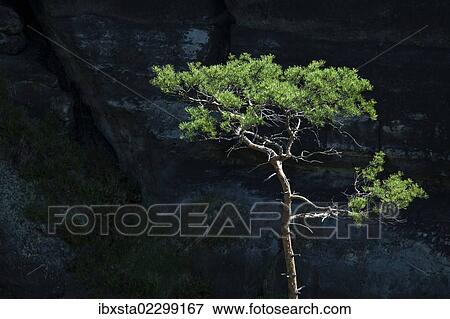 "Pine (Pinus sp. ) in front of a dark wall of rock in the Elbe Sandstone Mountains near the Schrammsteine rock group, Saxony, Germany, Europe" View Large Photo Image Stock Photo - "Pine (Pinus sp. ) in front of a dark wall of rock in the Elbe Sandstone Mountains near the Schrammsteine rock group, Saxony, Germany, Europe". Fotosearch
