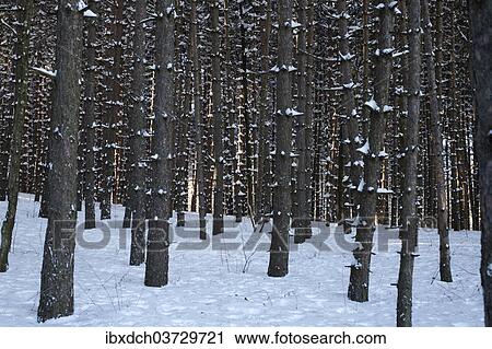 "Pine tree forest in the snow, Shefford, Eastern Townships, Quebec Province, Canada, North America" View Large Photo Image Stock Image - "Pine tree forest in the snow, Shefford, Eastern Townships, Quebec Province, Canada, North America". Fotosearch