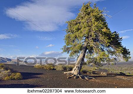 "Pine tree (Pinus sp. ) on the top of Inferno Cone, shaped by wind and weather, Craters of the Moon National Monument, Highway 20, Idaho, USA" View Large Photo Image Picture - "Pine tree (Pinus sp. ) on the top of Inferno Cone, shaped by wind and weather, Craters of the Moon National Monument, Highway 20, Idaho, USA". Fotosearch