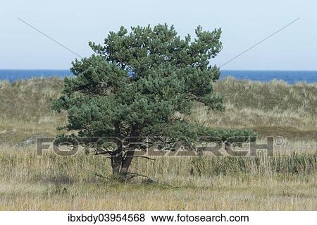 "Pine tree (Pinus sylvestris), the Baltic Sea at the back, Darsser Ort, Mecklenburg-Western Pomerania, Germany, Europe" View Large Photo Image Stock Photo - "Pine tree (Pinus sylvestris), the Baltic Sea at the back, Darsser Ort, Mecklenburg-Western Pomerania, Germany, Europe". Fotosearch