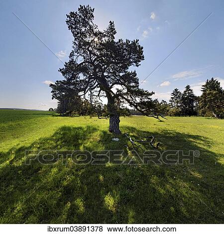 "Pine Tree (Pinus) with backlight, """"Ritter- und Romerweg"""", trail of the """"Knights and the Romans"""" near Titting, Altmuhltal Nature Park, Bavaria, Germany, Europe" View Large Photo Image Stock Photo - "Pine Tree (Pinus) with backlight, """"Ritter- und Romerweg"""", trail of the """"Knights and the Romans"""" near Titting, Altmuhltal Nature Park, Bavaria, Germany, Europe". Fotosearch