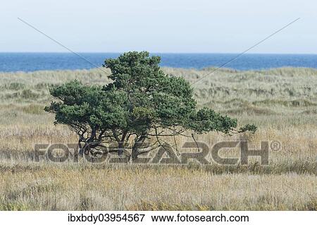 Stock Photo - "Pine trees (Pinus sylvestris), the Baltic Sea at the back, Darsser Ort, Mecklenburg-Western Pomerania, Germany, Europe". Fotosearch