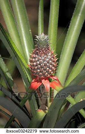"Pineapple (Ananas comosus), fruit with plant, Nosy Komba, Madagascar, Africa" View Large Photo Image Stock Photo - "Pineapple (Ananas comosus), fruit with plant, Nosy Komba, Madagascar, Africa". Fotosearch
