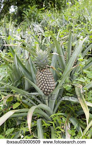 "Pineapple (Ananas comosus) growing in a field, Maligatenna, Sri Lanka, Asia" View Large Photo Image Stock Photo - "Pineapple (Ananas comosus) growing in a field, Maligatenna, Sri Lanka, Asia". Fotosearch