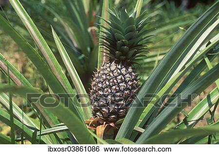 "Pineapple (Ananas comosus) growing on a field, pineapple cultivation, Ko Samui, Thailand, Asia" View Large Photo Image Stock Photograph - "Pineapple (Ananas comosus) growing on a field, pineapple cultivation, Ko Samui, Thailand, Asia". Fotosearch