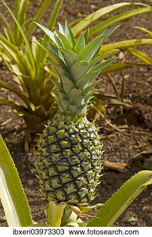 Stock Image - "Pineapple (Ananas comosus), O'ahu, Hawaii, United States, North America". Fotosearch
