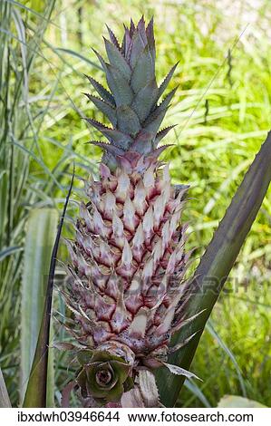 Pineapple (Ananas comosus) View Large Photo Image Picture - Pineapple (Ananas comosus). Fotosearch