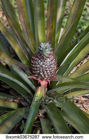 "Pineapple (Ananas comosus), plant, Peermade, Kerala, India, Asia" View Large Photo Image Stock Photo - "Pineapple (Ananas comosus), plant, Peermade, Kerala, India, Asia". Fotosearch