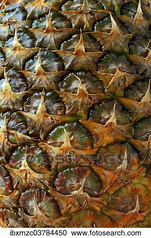 "Pineapple (Ananas comosus), skin, detail" View Large Photo Image Stock Image - "Pineapple (Ananas comosus), skin, detail". Fotosearch