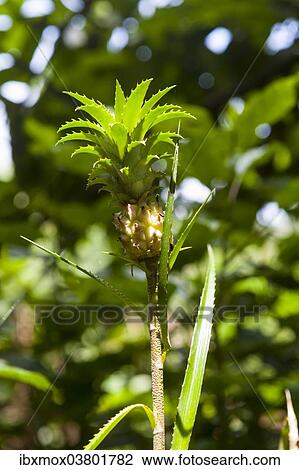 "Pineapple (Ananas comosus), Sri Lanka, Asia" View Large Photo Image Stock Image - "Pineapple (Ananas comosus), Sri Lanka, Asia". Fotosearch