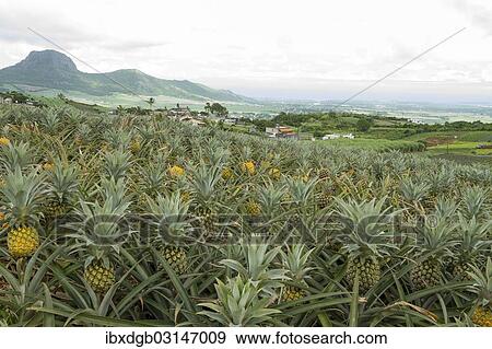Stock Photo - "Pineapple field on tropical island, Les Mariannes, Mauritius, Mauritius, Africa". Fotosearch