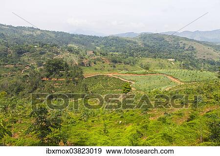 "Pineapple fields, Udapalatha, Central Province, Sri Lanka, Asia" View Large Photo Image Stock Photo - "Pineapple fields, Udapalatha, Central Province, Sri Lanka, Asia". Fotosearch