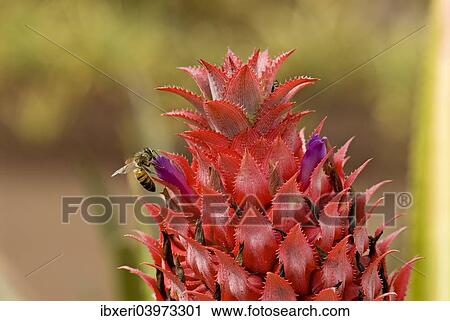 Stock Image - "Pineapple flower (Ananas comosus), O'ahu, Hawaii, United States, North America". Fotosearch