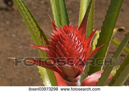 "Pineapple flower (Ananas comosus), O'ahu, Hawaii, United States, North America" View Large Photo Image Stock Photo - "Pineapple flower (Ananas comosus), O'ahu, Hawaii, United States, North America". Fotosearch