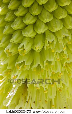 "Pineapple flowers or Pineapple lilies (Eucomis sp. ), inflorescence, detail, The Lost Gardens of Heligan, Cornwall, England, United Kingdom, Europe" View Large Photo Image Stock Image - "Pineapple flowers or Pineapple lilies (Eucomis sp. ), inflorescence, detail, The Lost Gardens of Heligan, Cornwall, England, United Kingdom, Europe". Fotosearch