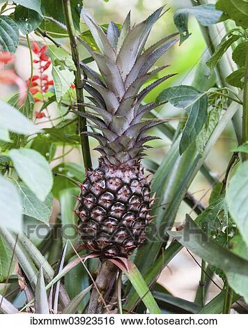 "Pineapple plant with fruit (Ananas comosus), Spice Garden, Kumily, Kerala, India, Asia" View Large Photo Image Stock Photograph - "Pineapple plant with fruit (Ananas comosus), Spice Garden, Kumily, Kerala, India, Asia". Fotosearch