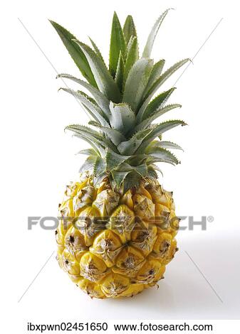 Pineapple View Large Photo Image Stock Image - Pineapple. Fotosearch