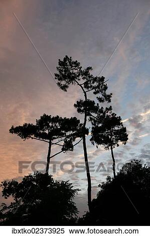 Pines At Sunset Ile D Ae Oleron Poitou Charentes Region Departement Of Charente Maritime France Europe Stock Photography Ibxtko Fotosearch