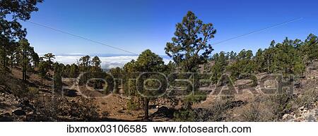 "Pines (Pinus) in the Corona Forestal Nature Park, Teide-National Park, Tenerife, Canary Islands, Spain, Europe" View Large Photo Image Stock Photography - "Pines (Pinus) in the Corona Forestal Nature Park, Teide-National Park, Tenerife, Canary Islands, Spain, Europe". Fotosearch