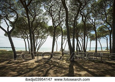 "Pines (Pinus pinea) on the beach, Follonica, Livorno Province, Tuscany, Italy, Europe" View Large Photo Image Stock Photo - "Pines (Pinus pinea) on the beach, Follonica, Livorno Province, Tuscany, Italy, Europe". Fotosearch