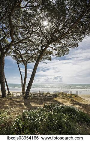 "Pines (Pinus pinea) on the beach, Follonica, Livorno Province, Tuscany, Italy, Europe" View Large Photo Image Stock Photograph - "Pines (Pinus pinea) on the beach, Follonica, Livorno Province, Tuscany, Italy, Europe". Fotosearch