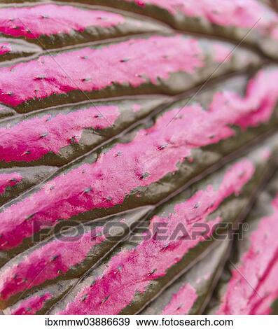 "Pink and brown coloured leaf, close-up" View Large Photo Image Stock Photo - "Pink and brown coloured leaf, close-up". Fotosearch