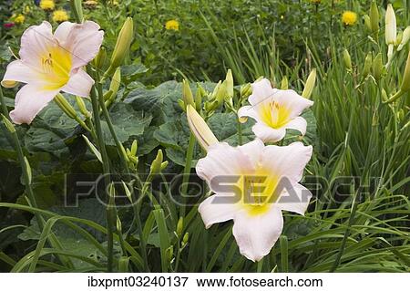 "Pink and yellow daylilies (Hemerocallis), flowers, Quebec Province, Canada, North America" View Large Photo Image Stock Photo - "Pink and yellow daylilies (Hemerocallis), flowers, Quebec Province, Canada, North America". Fotosearch