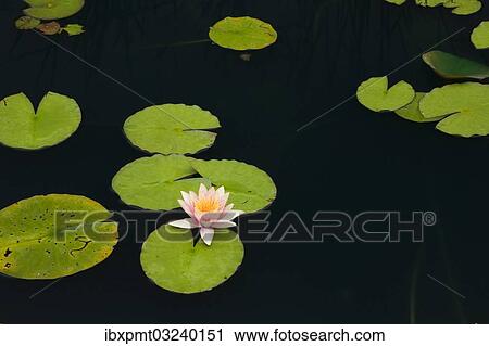 Stock Image - "Pink and yellow Water Lily (Nymphaea) on the surface of a pond, Quebec Province, Canada, North America". Fotosearch
