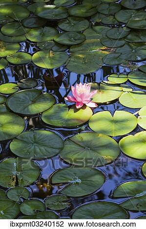 Stock Image - "Pink and yellow Water Lily (Nymphaea) on the surface of a pond, Quebec Province, Canada, North America". Fotosearch